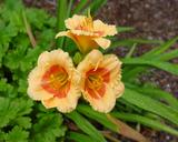 Flower of daylily named Brookwood Ojo Poco