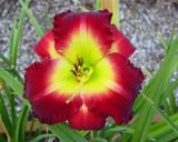 Flower of daylily named Chinese Chariot