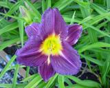 Flower of daylily named Coalport