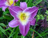 Flower of daylily named Coralynn Jane King