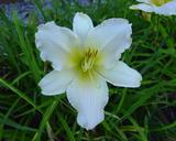 Flower of daylily named Dalai Lama