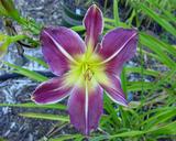 Flower of daylily named Dervish