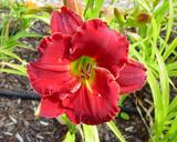 Flower of daylily named Dick Bennet