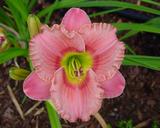 Flower of daylily named Elegant Candy