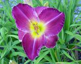 Flower of daylily named Elmore James