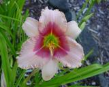 Flower of daylily named Exotic Candy