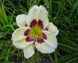 Flower of daylily named Forever In Time