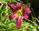 Flower of daylily named Frankie's Fantasy