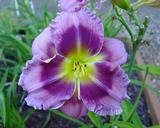 Flower of daylily named Grape Splash