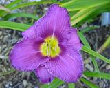 Flower of daylily named Grapes Of Wrath