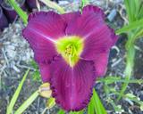 Flower of daylily named Hawaiian Nights