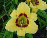 Flower of daylily named Hazel