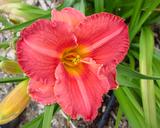 Flower of daylily named Hermitage Max Planck