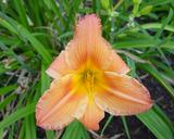 Flower of daylily named Huapango