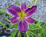 Flower of daylily named Indian Giver