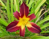 Flower of daylily named Jabo