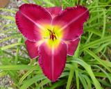 Flower of daylily named Julian Cohen