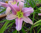 Flower of daylily named Lavender Light