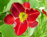 Flower of daylily named Light The Fire Again