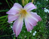 Flower of daylily named Lilting Belle