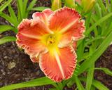 Flower of daylily named Mexican Sunrise