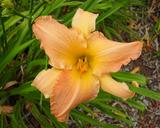 Flower of daylily named Mojave Sunset