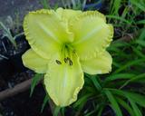 Flower of daylily named Moon Dazzle
