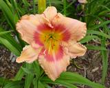 Flower of daylily named Bunny Eyes
