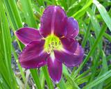 Flower of daylily named Night Town