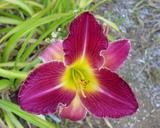 Flower of daylily named Paradise Lost