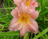 Flower of daylily named Pink Ballerina