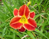 Flower of daylily named Refiner's Fire