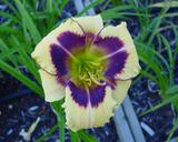Flower of daylily named Reigning Joy