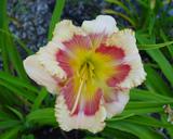 Flower of daylily named Reigning Sunshine