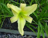 Flower of daylily named Risen Star