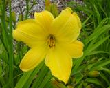 Flower of daylily named Buttered Popcorn