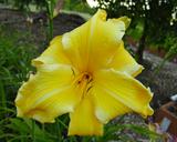 Flower of daylily named Sailing To Byzantium