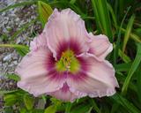 Flower of daylily named Sambo Wilder