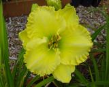Flower of daylily named Self Propelled
