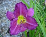 Flower of daylily named Sonic Waters