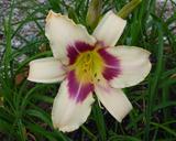 Flower of daylily named Spanish Sketch