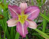 Flower of daylily named Voices Carry