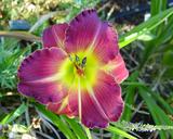 Flower of daylily named Wine Bubbles