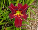 Flower of daylily named Zambia