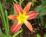 Flower of daylily named Challenger
