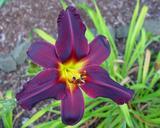 Flower of daylily named Derby Bound