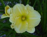 Flower of daylily named Carolyn Criswell
