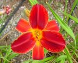 Flower of daylily named Oriental Sunrise