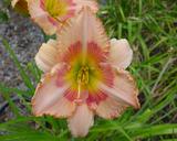 Flower of daylily named Southland Echoes