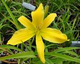 Flower of daylily named Almost Paradise